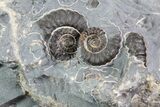 Ammonite (Promicroceras) Cluster - Somerset, England #86251-2